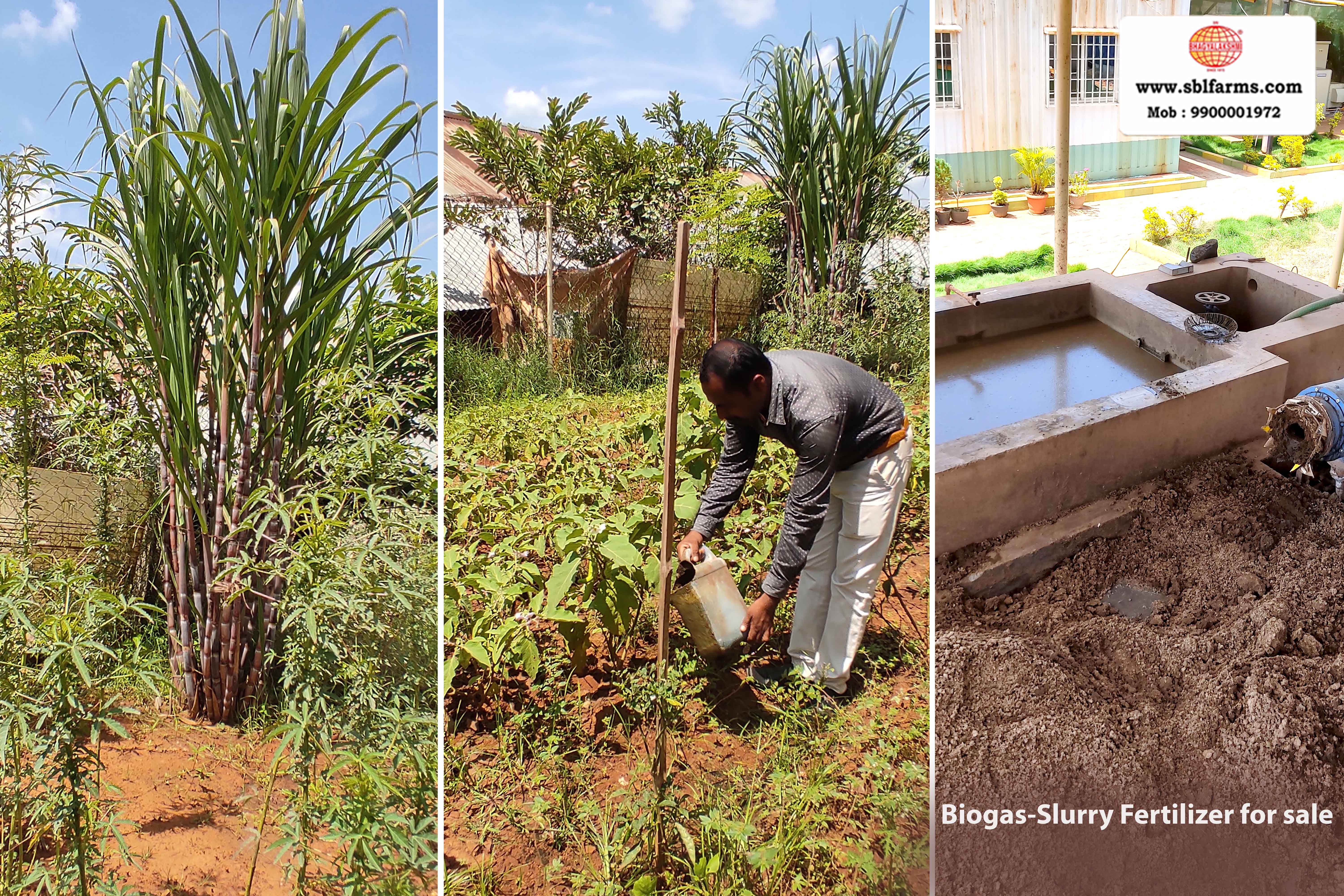 Sri Bhagyalakshmi Farms Bangalore - biogas-slurry fertilizer | Slurry Fertilizer for Sale  |  Fertilizer for vegetable better growth | bioslurry manufacturers, suppliers & exporters in Bangalore|Bio slurry for sale in bangalore |  Sri Bhagyalakshmi Farms fertilizer slurry Bangalore | Bioslurry a supreme fertiliser | slurry fertilizer near me bangalore | slurry fertilizer near me bangalore contact number | manure fertilizer for sale in bangalore | Organic Manure for sale | biogas slurry uses | biogas slurry composition | organic fertilizer price per kg | biogas slurry meaning | organic fertilizer price in india | organic fertilizer price per ton | Sri Bhagyalakshmi Farms, Cow Dung Manure Organic Fertilizer Suppliers in Bangalore